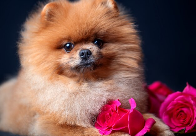 Cane Pomeranian con rose viola su sfondo scuro. Cane con fiori