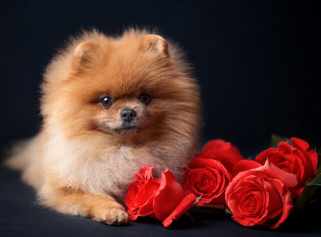 Cane Pomeranian con rose viola su sfondo scuro. Cane con fiori