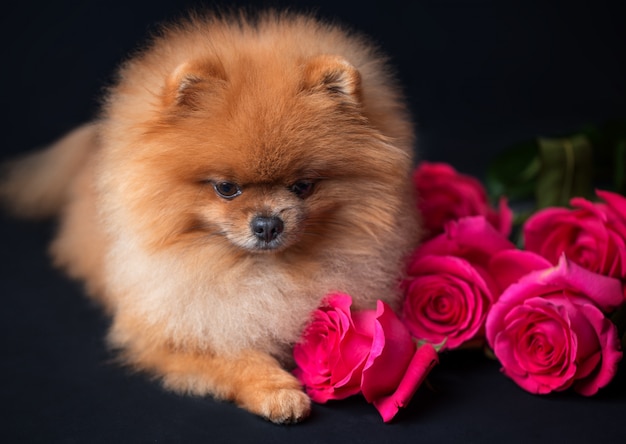 Cane Pomeranian con rose viola su sfondo scuro. Cane con fiori