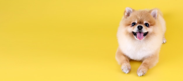 Cane Pomeranian con sfondo giallo.