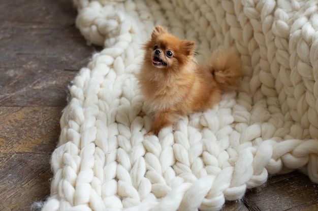 Cane pomeranian divertente su una coperta a maglia leggera
