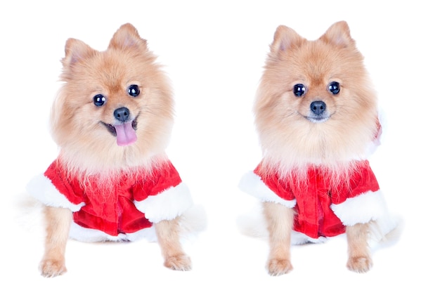 Cane pomeranian in costume di Capodanno isolato su bianco due immagini