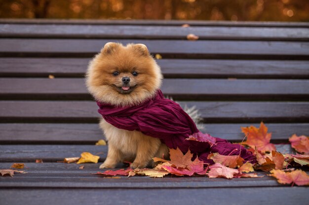 Cane Pomeranian in panchina avvolto nella sciarpa viola. Bello cane di autunno in un parco con le foglie di autunno