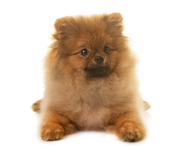 cane pomeranian in studio