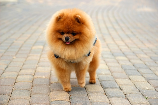 Cane Pomeranian in un parco. Cane carino e bello