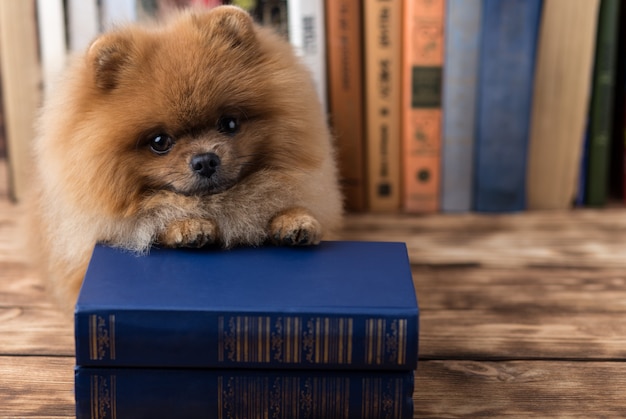 Cane pomeranian intelligente con un libro.