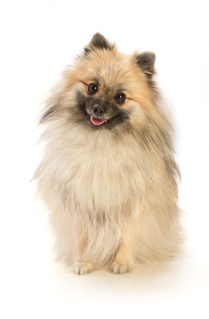 Cane Pomeranian isolato