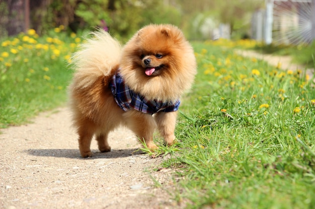 Cane Pomeranian sulla strada di campagna.