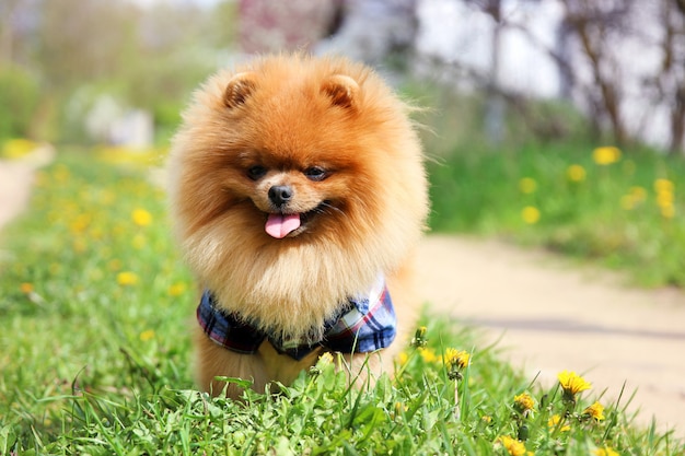 Cane Pomeranian sulla strada di campagna.