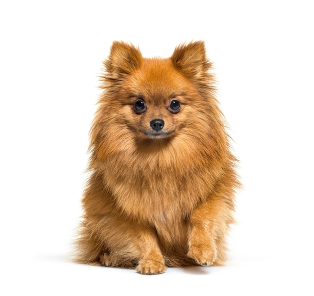 Cane pomeraniano rosso seduto davanti isolato su bianco
