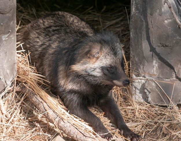 Cane procione che riposa all'ombra di un albero