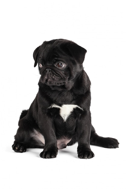 Cane pug isolato su uno sfondo bianco