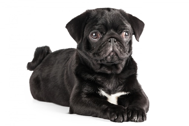 Cane pug isolato su uno sfondo bianco