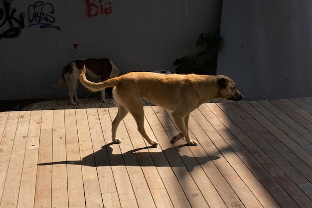 Cane randagio all'aperto come concetto animale