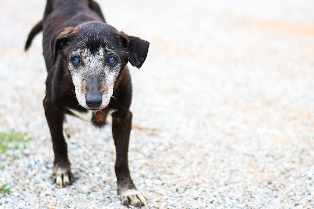 Cane randagio che sta accanto alla via