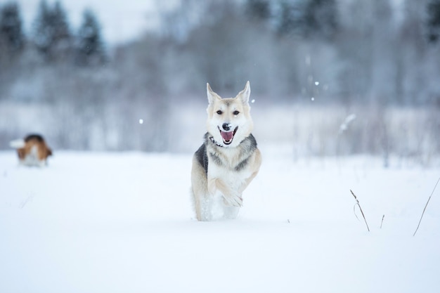 Cane randagio che vive per strada