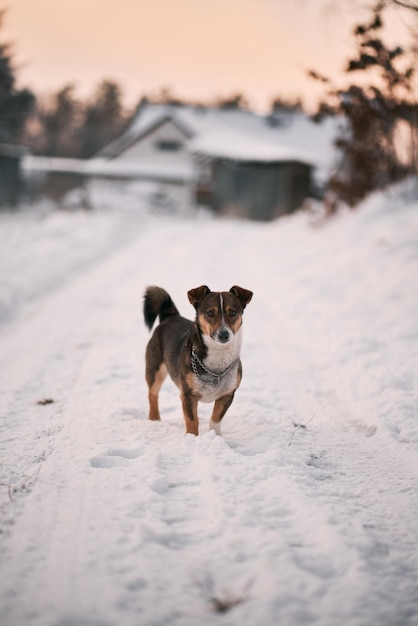 Cane randagio nel parco invernale Bella pet ritratto con la neve