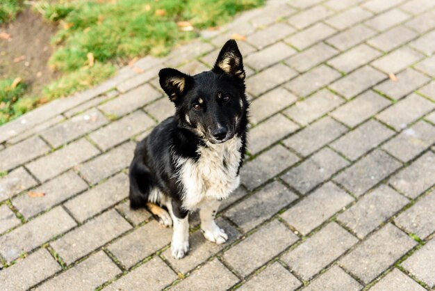 Cane randagio nero nella sosta di autunno.