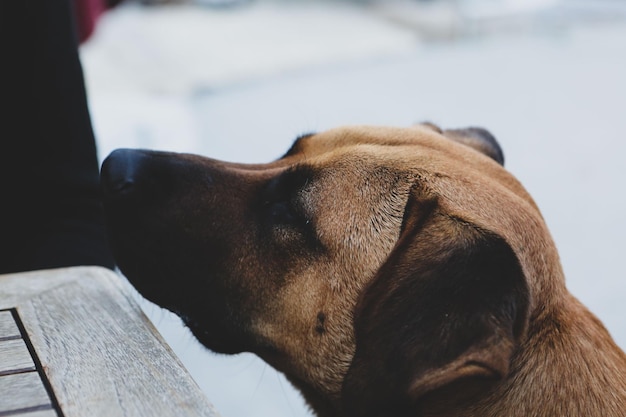 Cane randagio senzatetto molto dolce