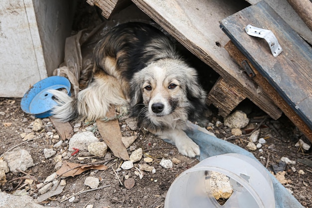 Cane randagio sotto assi di legno in un'area abbandonata con occhi tristi foto sociale del benessere degli animali