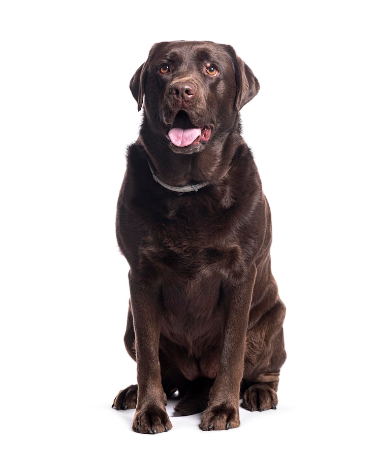 Foto cane retriever di cioccolato adulto seduto e ansimante su sfondo bianco