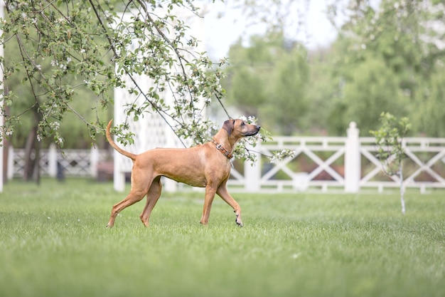 Cane Rhodesian Ridgeback all'aperto Primavera