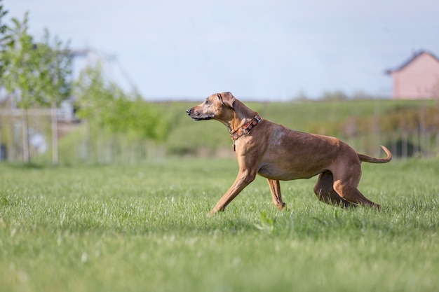 Cane Rhodesian Ridgeback all'aperto Primavera