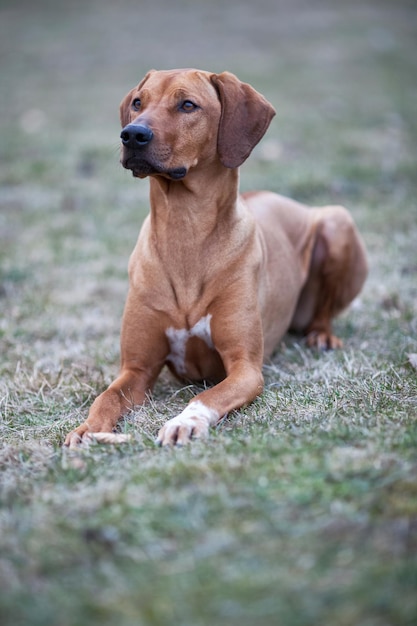 Cane ridgeback della Rhodesia