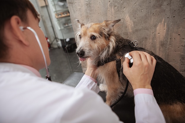 Cane rifugio divertente che mostra la sua lingua, guardando alla telecamera durante la visita medica presso la clinica veterinaria