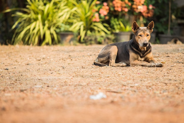 Cane rilassato che guarda altrove