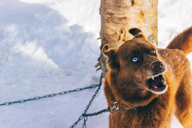 Cane rosso aggressivo con diversi colori degli occhi su una catena Cane arrabbiato su una catena