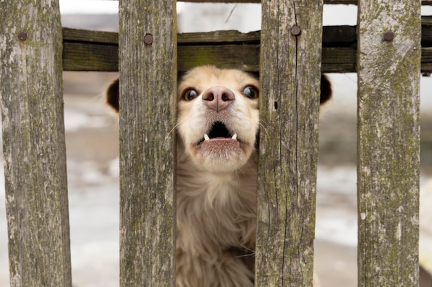 Cane rosso che abbaia dietro una staccionata di legno