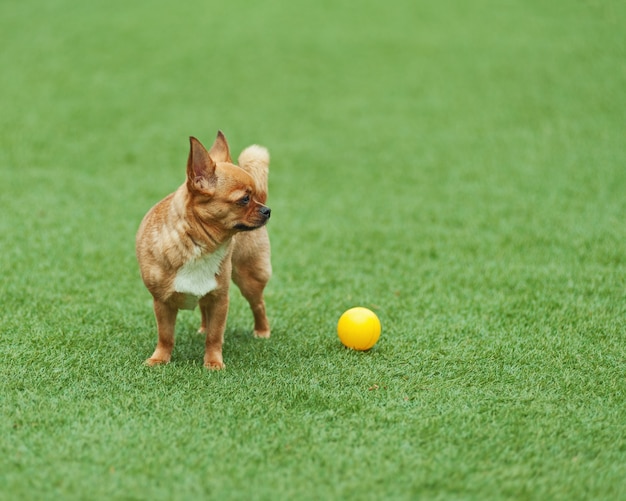 Cane rosso della chihuahua sull'erba verde.