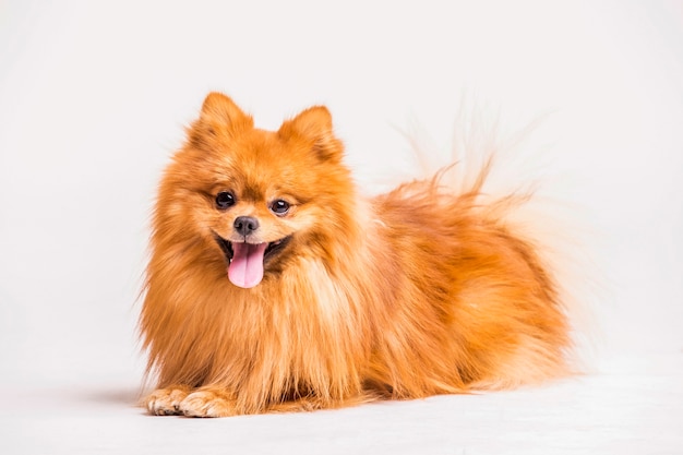 Cane rosso dello spitz isolato su fondo bianco