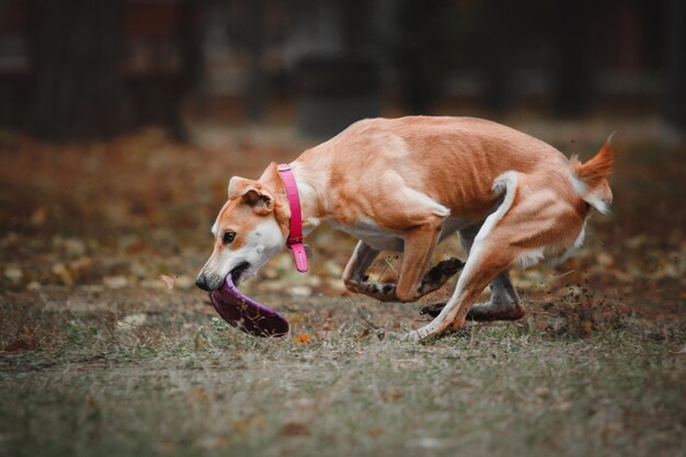 Cane rosso di razza mista che cattura disco volante su sfondo autunnale