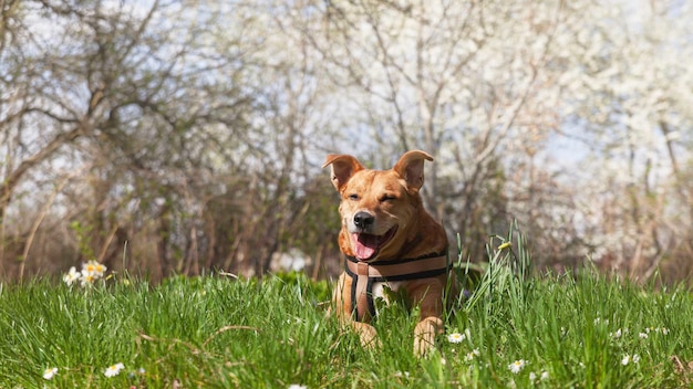 Cane rosso felice della razza mista in imbracatura che si rilassa sull'erba con i fiori di primavera