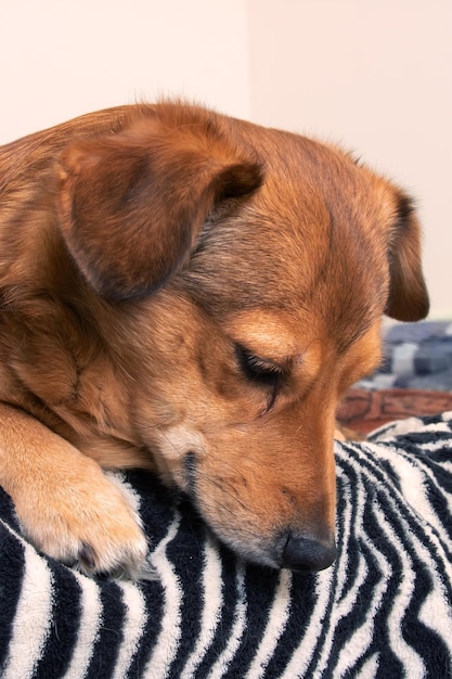 Cane rosso sdraiato sul primo piano del letto