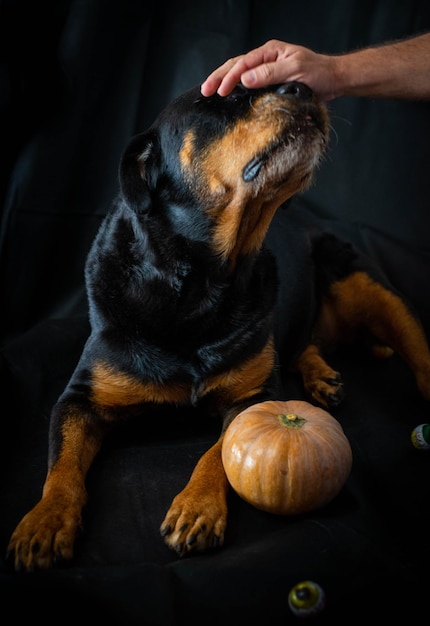 cane rottweiler con una zucca di halloween.