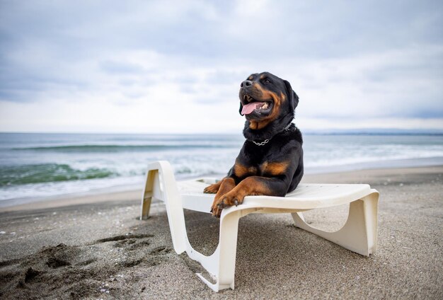 Cane Rottweiler in appoggio su una sedia a sdraio sulla spiaggia