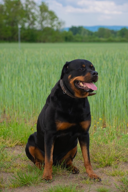 cane rottweiler in natura segue i comandi del proprietario