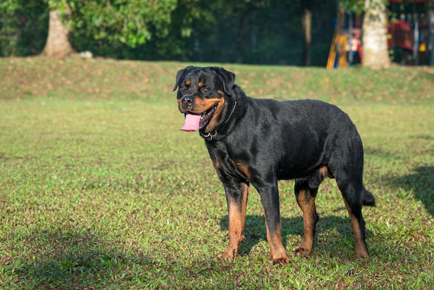 Cane Rottweiler in piedi sul campo