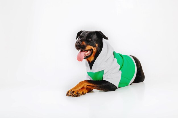 Cane Rottweiler isolato su sfondo bianco.