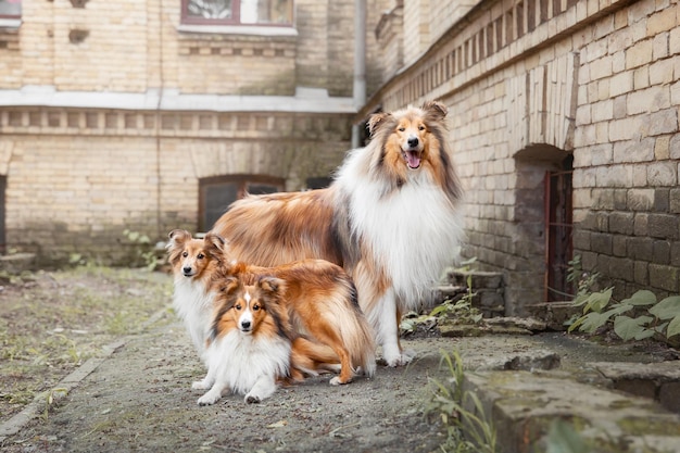 Cane Rough Collie e cane Shetland Sheepdog insieme