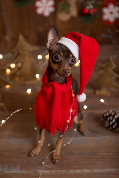 Cane russo Toy Terrier. vacanze di Natale.