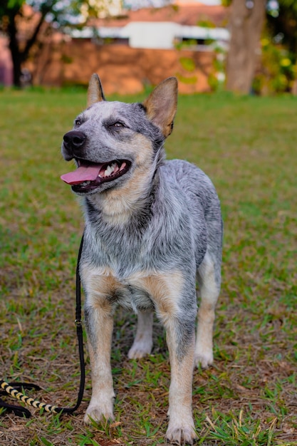 Cane rustico Heeler Kennel all'aperto