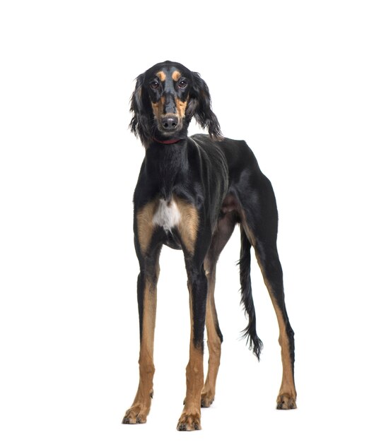 Cane Saluki in piedi