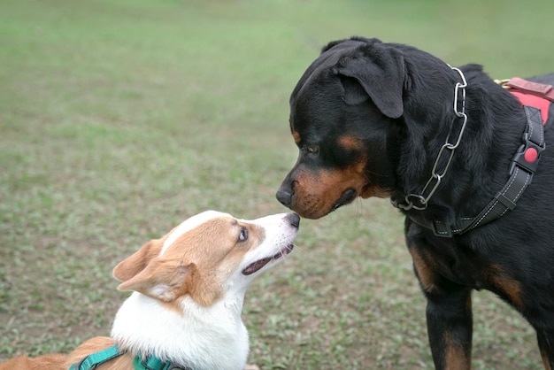 Cane saluta cane Concetto di socializzazione del cane