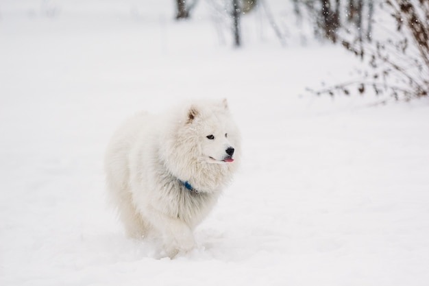 Cane samoiedo bianco nella neve