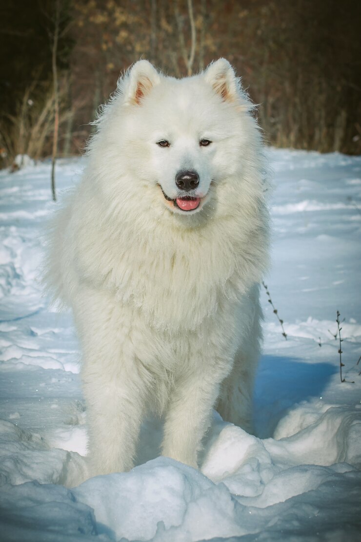 Cane samoiedo bianco su neve nel giorno di inverno. Razze di cani da slitta del Nord.
