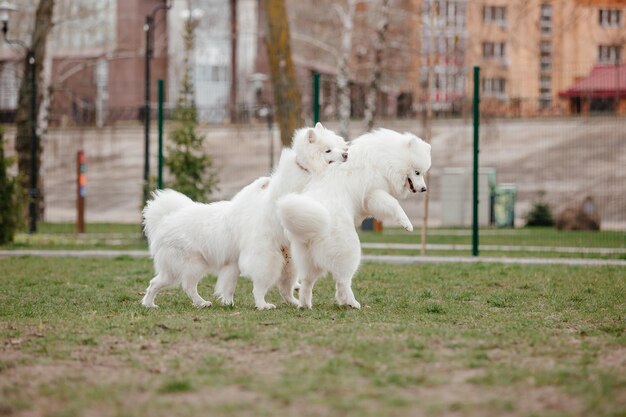 Cane Samoiedo che corre e gioca nel parco. Grandi cani lanuginosi bianchi durante una passeggiata